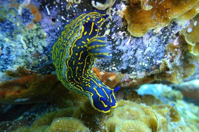 PADI Open Water Course in Costa Adeje - Marine life expectations: turtles, rays, octopus, and real conditions