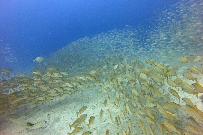 PADI Open Water Course in Costa Adeje - Gear and comfort: full kit included, but bring a calm mindset