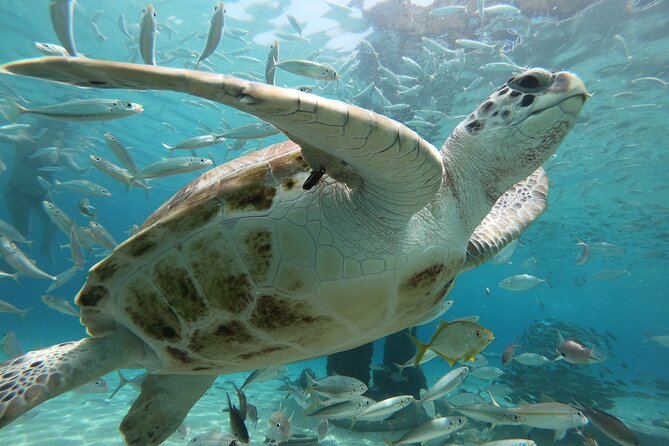 PADI Open Water Course in Curacao - Price and Value: Is $525 Worth It?