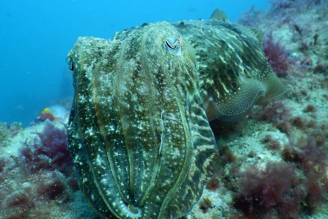 PADI Open Water Course in Gran Canaria - Three Days to PADI Open Water Certification in Gran Canaria