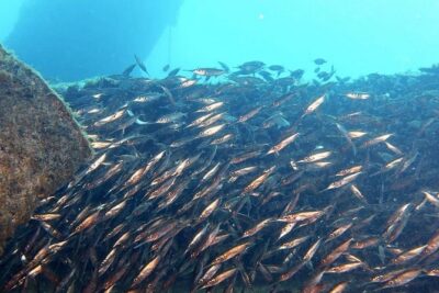 PADI Open Water Course in Gran Canaria - Day 1: Pool Skills With Full Gear at Blue Water Diving