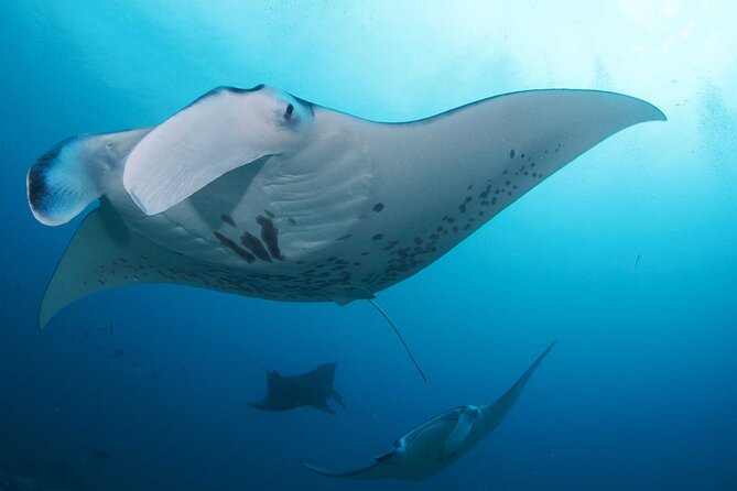 PADI Open water Course in Lembongan - Get certified & dive anywhere in the world - What your first certification unlocks: 18 meters, worldwide use