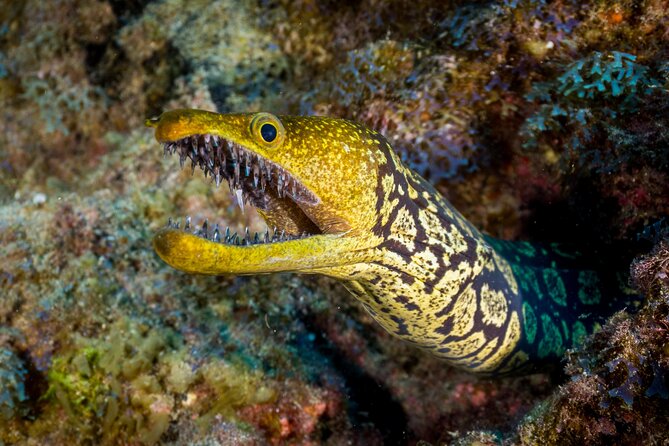 PADI Open Water course in Playa de las Americas - Quick snapshot: what you’re signing up for in Playa de las Américas