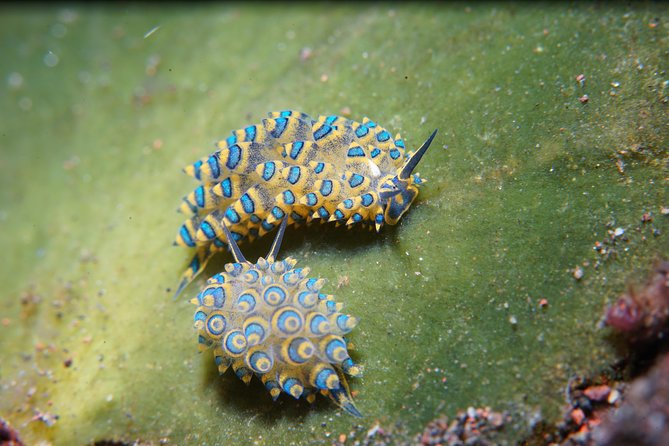 PADI Open water Course in Tulamben - Get certified & dive anywhere in the world - Tulamben, calm currents, and instructors who know the reef