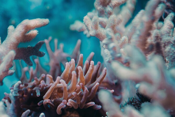 PADI Open Water Diver Course | For beginners - Pickup, timing, and small-group comfort in Nha Trang