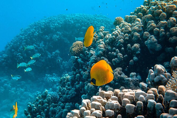 PADI Open Water Diver Course | For beginners - Exams and certification: what you need to pass to become Open Water certified