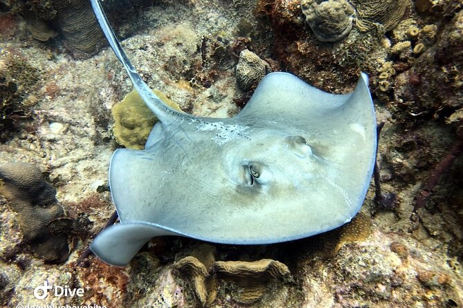 PADI Open Water Diver Course in Bayahibe - Your 8:30 Meeting Point and How the Day Gets Moving