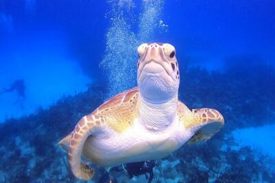 PADI Open Water Diver Course in Bayahibe - Day One: Gear Setup and Pool Skills That Build Confidence