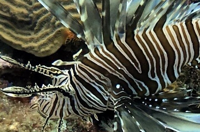 PADI Open Water Diver Course in Bayahibe - What’s Included vs. What Costs Extra