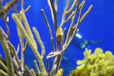 PADI Open Water Diver Course in the Riviera Maya - Four open-water boat sessions off Cozumel: what you can expect to see