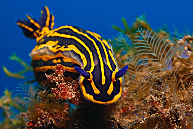 PADI Open Water Diver Course (OWD) - 2.5 days - What you’ll see off the coast: sea life on your first credential steps