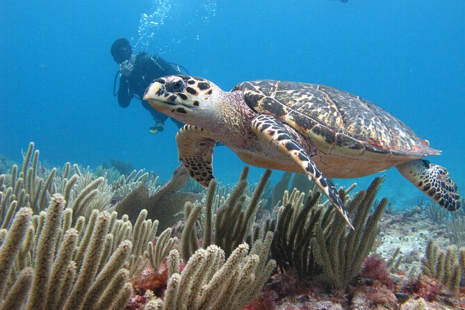 PADI Open Water Diving Certification Course Activity - Cancun PADI Open Water: what you’re really buying