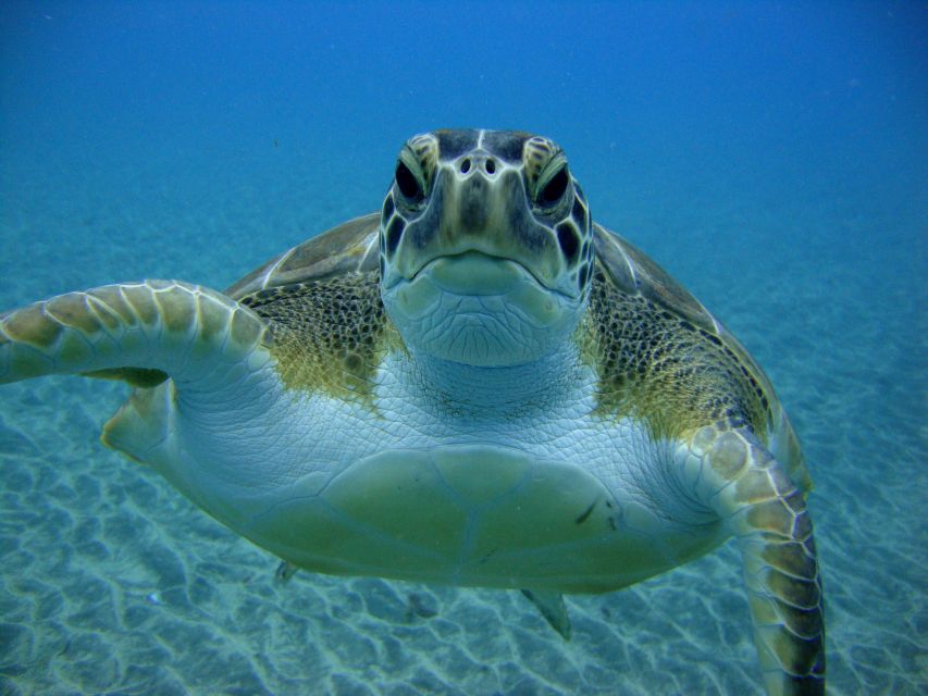 PADI Open Water Diving Course Tenerife - Key highlights you’ll feel right away