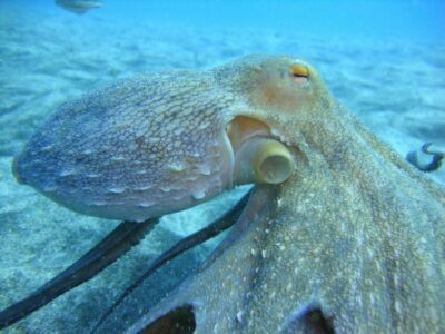 PADI Open Water Diving Course Tenerife - Day 1 Theory + Confined Water on the Bay: Where Confidence Starts