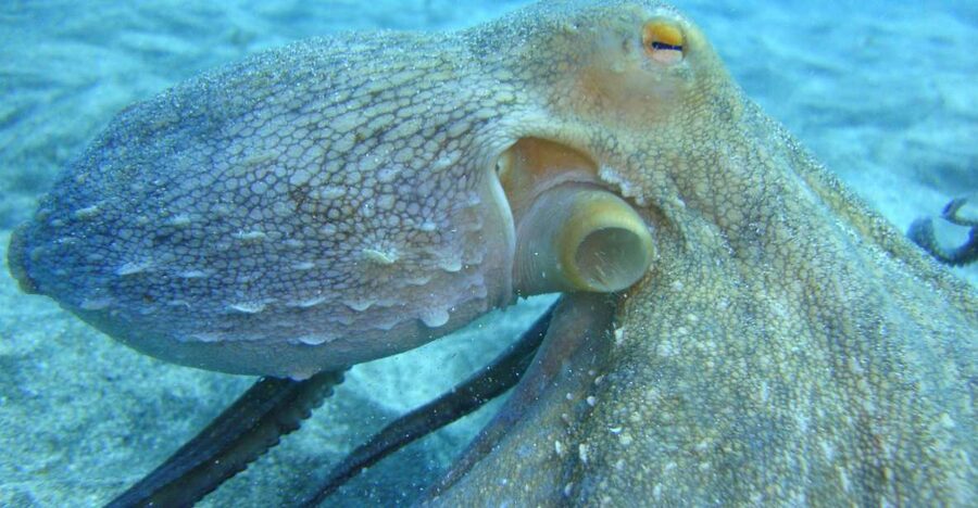 PADI Open Water Diving Course Tenerife - Getting the Most From 4 Boat Sessions: Comfort, Control, and Real Oversight