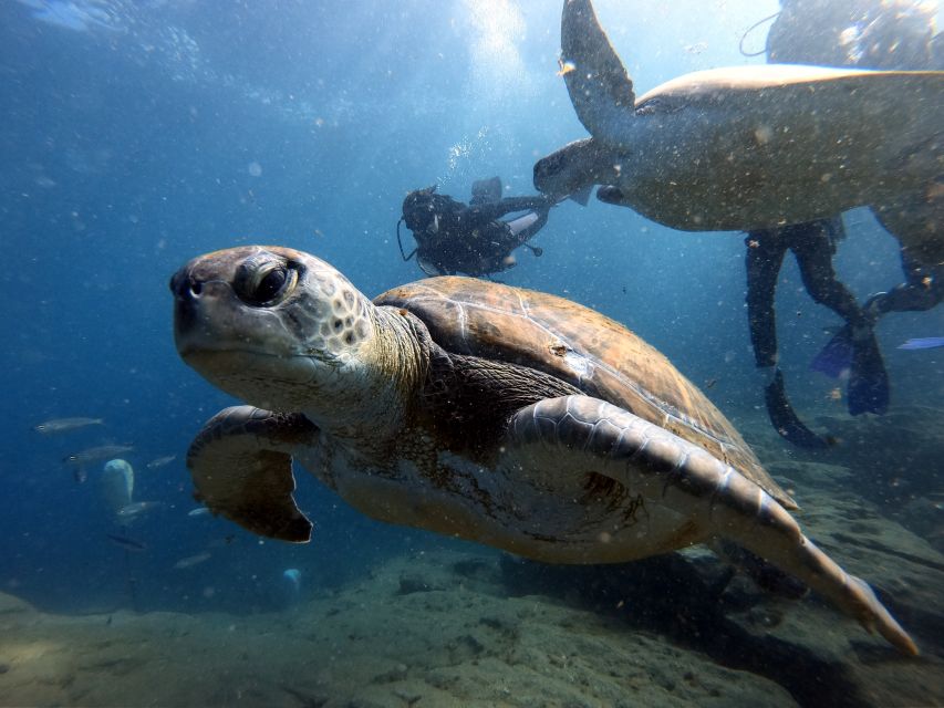 PADI Open Water Diving Course Tenerife - The 18-Meter PADI Open Water Diver Certification: What It Changes for Your Future Trips