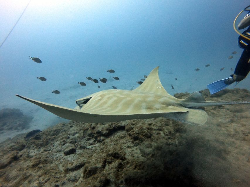 PADI Open Water Diving Course Tenerife - Packing List and What to Bring to Make Day 1 Easier