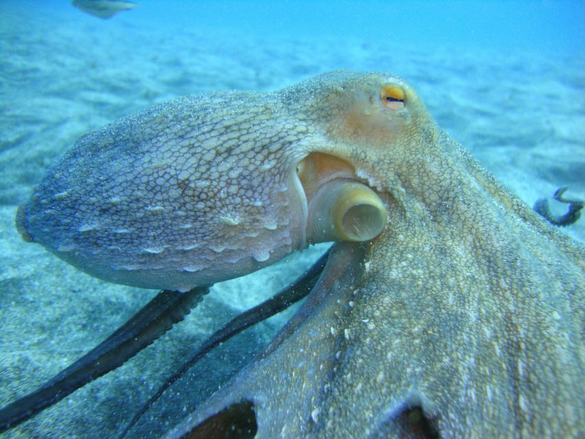 PADI Open Water Diving Course Tenerife - Day 1 Theory + Confined Water on the Bay: Where Confidence Starts