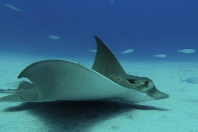 PADI ReActivate, Refresh your scuba skills! - The Scubanana start point in Puerto Deportivo: easy access and a smooth beginning