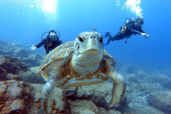 PADI Scuba Dive Course in Costa Adeje - Timing, Weather, and Group Size: Why This Fits Tight Schedules