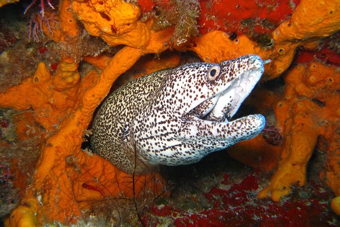 PADI Scuba Dive Course in Costa Adeje - In-Water Practice: The Real Skills Portion