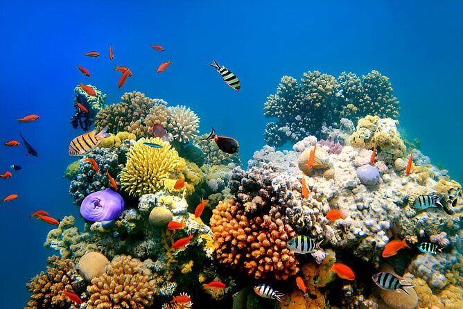 PADI Scuba Diver (PSD) - Should you book the PADI Scuba Diver (PSD) course?