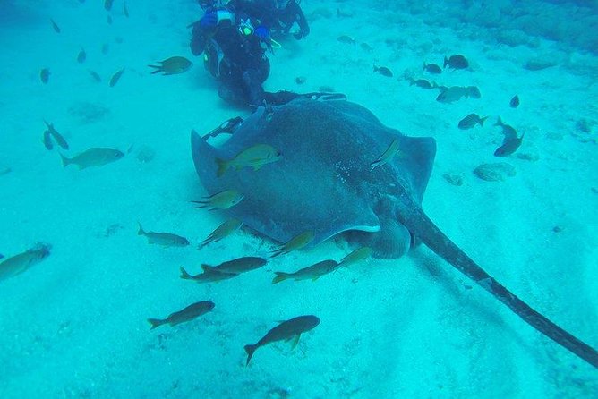 PADI Scuba Diving Courses in Tenerife: All Specialities Until Divemaster - Your 3-Day Flow: What Each Day Feels Like in Real Life