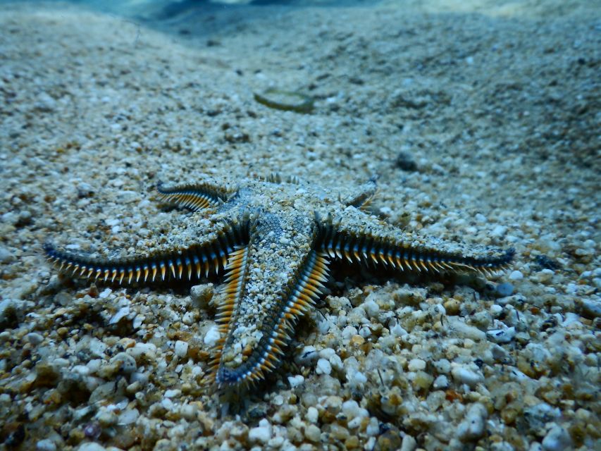 PADI Scuba Diving Program for Beginners in Peloponesse - Where You Start in the Peloponnese (Scuba Turtles Center in Marathopoli)