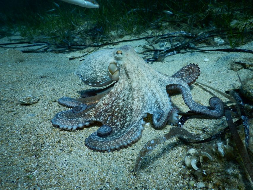 PADI Scuba Diving Program for Beginners in Peloponesse - Should You Book This PADI Beginner Session in Peloponnese?