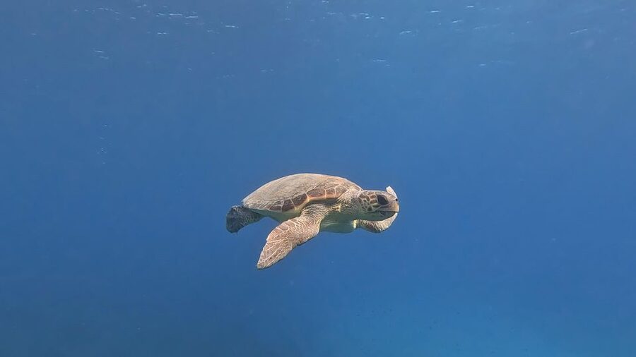 PADI Scuba Diving Program for Beginners in Peloponesse - Price and Value: Is $117 Worth It?