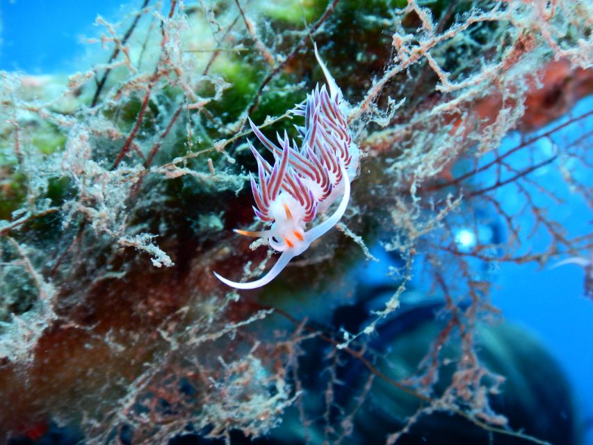 PADI Scuba Diving Program for Beginners in Peloponesse - Who This Program Fits Best (And Who Should Skip It)