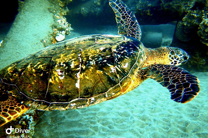 PADI Scuba Lesson and Shore Dive in Maui - Who This Maui Shore-Entry Scuba Lesson Fits Best
