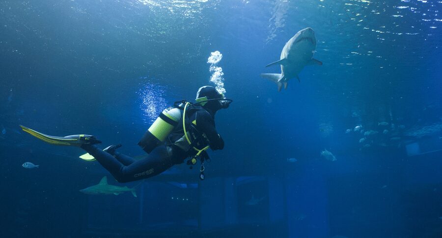 Palma de Mallorca: Shark Dive at Palma Aquarium - Palma Aquarium’s Big Blue tank: why this set-up works
