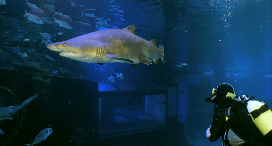 Palma de Mallorca: Shark Dive at Palma Aquarium - The schedule at Palma Aquarium, step by step