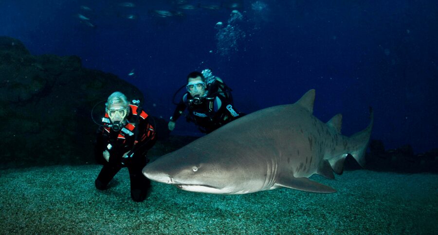Palma de Mallorca: Shark Dive at Palma Aquarium - Your underwater session with sharks: what it feels like