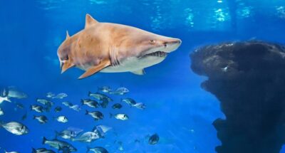Palma de Mallorca: Shark Dive at Palma Aquarium - Safety briefing: how instructors keep the experience calm