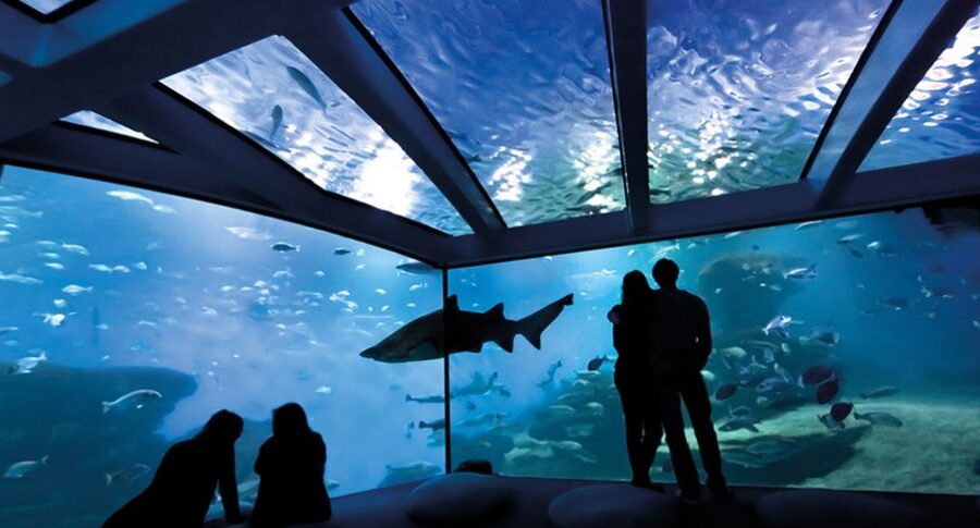 Palma de Mallorca: Shark Dive at Palma Aquarium - Gear, insurance, and paperwork: plan this early