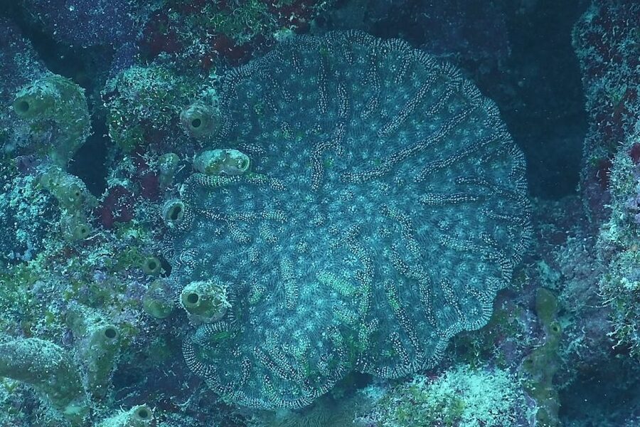 Panama City Beach: Beginners Scuba Diving Tour - Going Underwater: Calm, Guided Marine Life Viewing