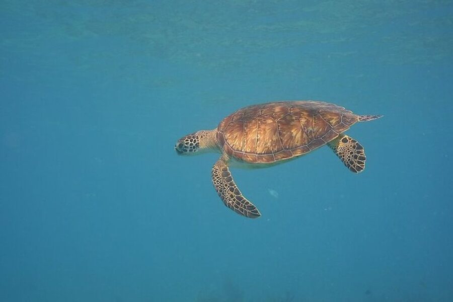 Panama City Beach: Beginners Scuba Diving Tour - The Photos and GoPro Videos: A Nice Bonus for First-Timers