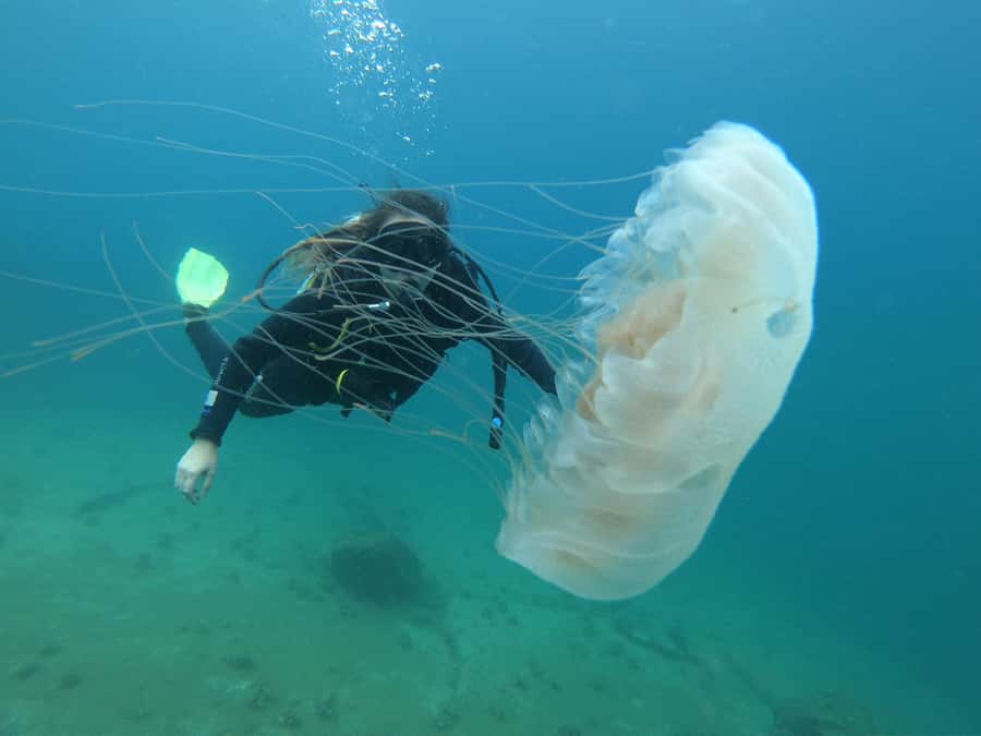 Paraty: Discovery Scuba Diving Experience for Beginners - The underwater session: 40 minutes, controlled depth, and instructor guidance