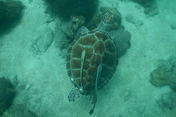 Pattaya PADI Scuba Diving Two Exciting Try Dives with PADI Instructor in Pattaya - What the boat day is really doing (before you ever hit the water)