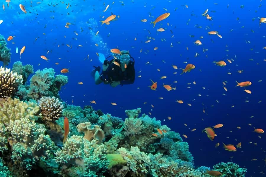Pattaya: Snorkeling or Beginner Scuba Diving Tour with lunch - Key things I’d circle before booking