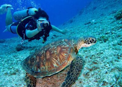 Pattaya: Snorkeling or Beginner Scuba Diving Tour with lunch - Where you’ll go: reefs and sunken-ship sites near Pattaya