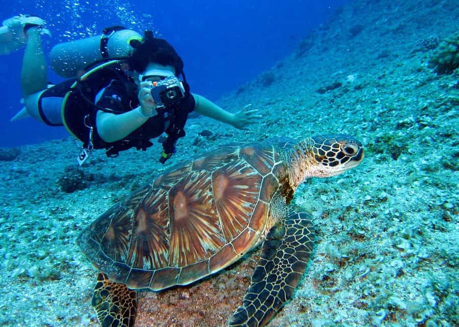 Pattaya: Snorkeling or Beginner Scuba Diving Tour with lunch - Where you’ll go: reefs and sunken-ship sites near Pattaya