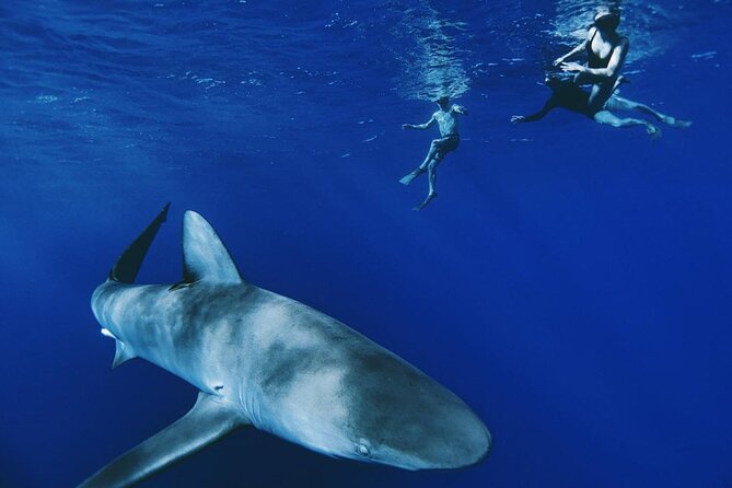 Pelagic Shark Dive Tour - Key takeaways before you go
