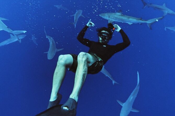 Pelagic Shark Dive Tour - Price and value: $150 includes gear, safety, and free photos