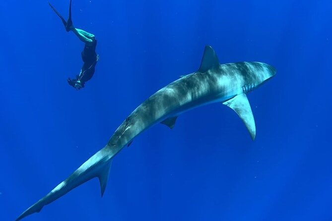 Pelagic Shark Dive Tour - Boarding and briefing: how the crew sets expectations