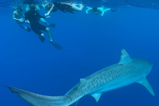 Pelagic Shark Dive Tour - Free photos and videos, plus the camera rule