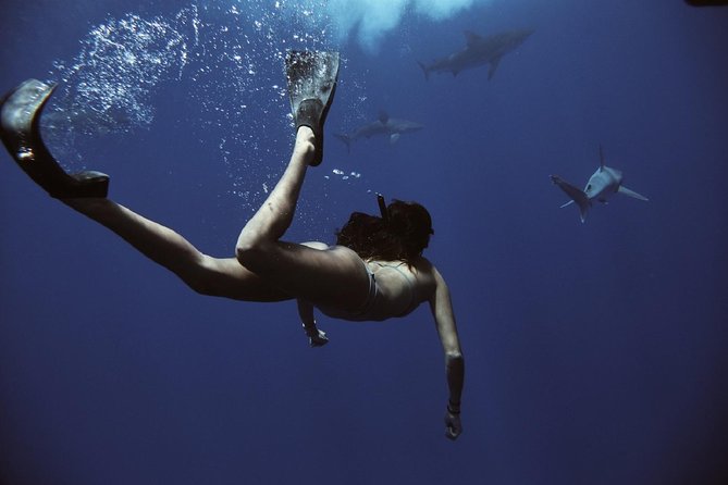 Pelagic Shark Dive Tour - Getting to Island View Hawaii and finding the small boat