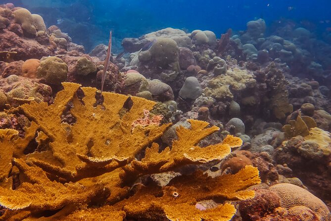 Personalized Discover Scuba Dive Experience in Curaçao - Small Group Coaching: Why 4 People Makes a Difference